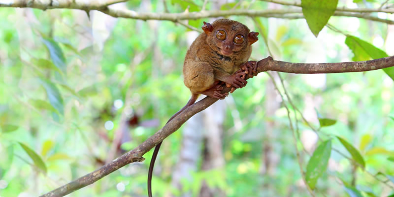 Philippine tarsier | Image credit: https://greentumble.com/the-endangered-philippine-tarsier