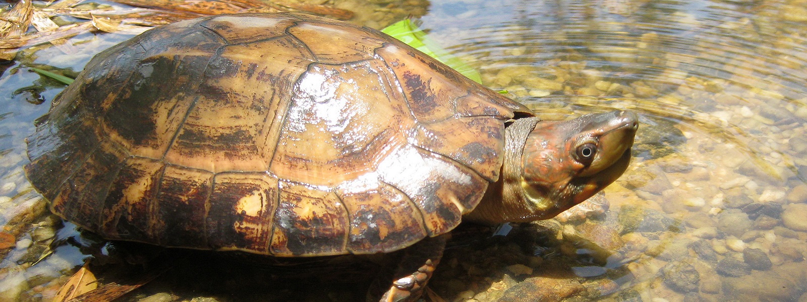 National Wildlife Day: Discovering the Rare and Endangered Species of ...