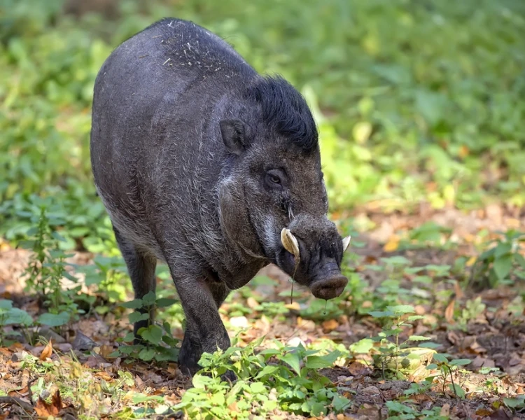 Visayan Warty Pig | Image taken from animalia.bio