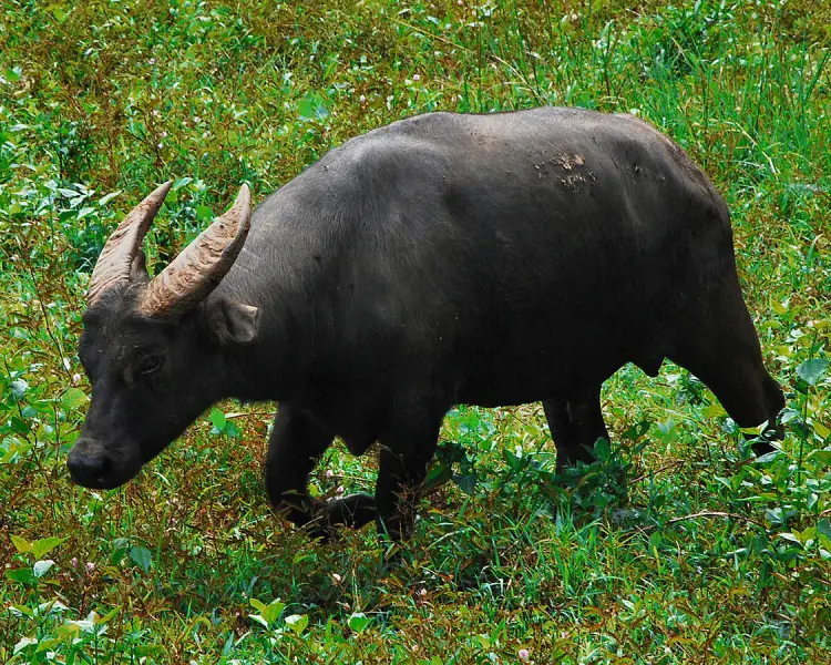 Tamarraw in the wild | Image taken from animalia.bio