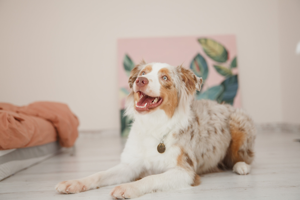 Ways to make your dog happy