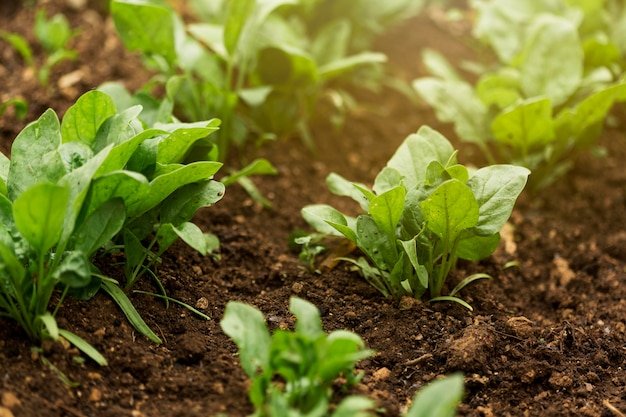 Source: https://img.freepik.com/free-photo/high-angle-plants-with-green-leaves_23-2148573891.jpg?t=st=1745637287~exp=1745640887~hmac=aa8b4b61dc8712d025866290a5a1bea351a0aa50fa1d5911a319e1feebafb579&w=1380