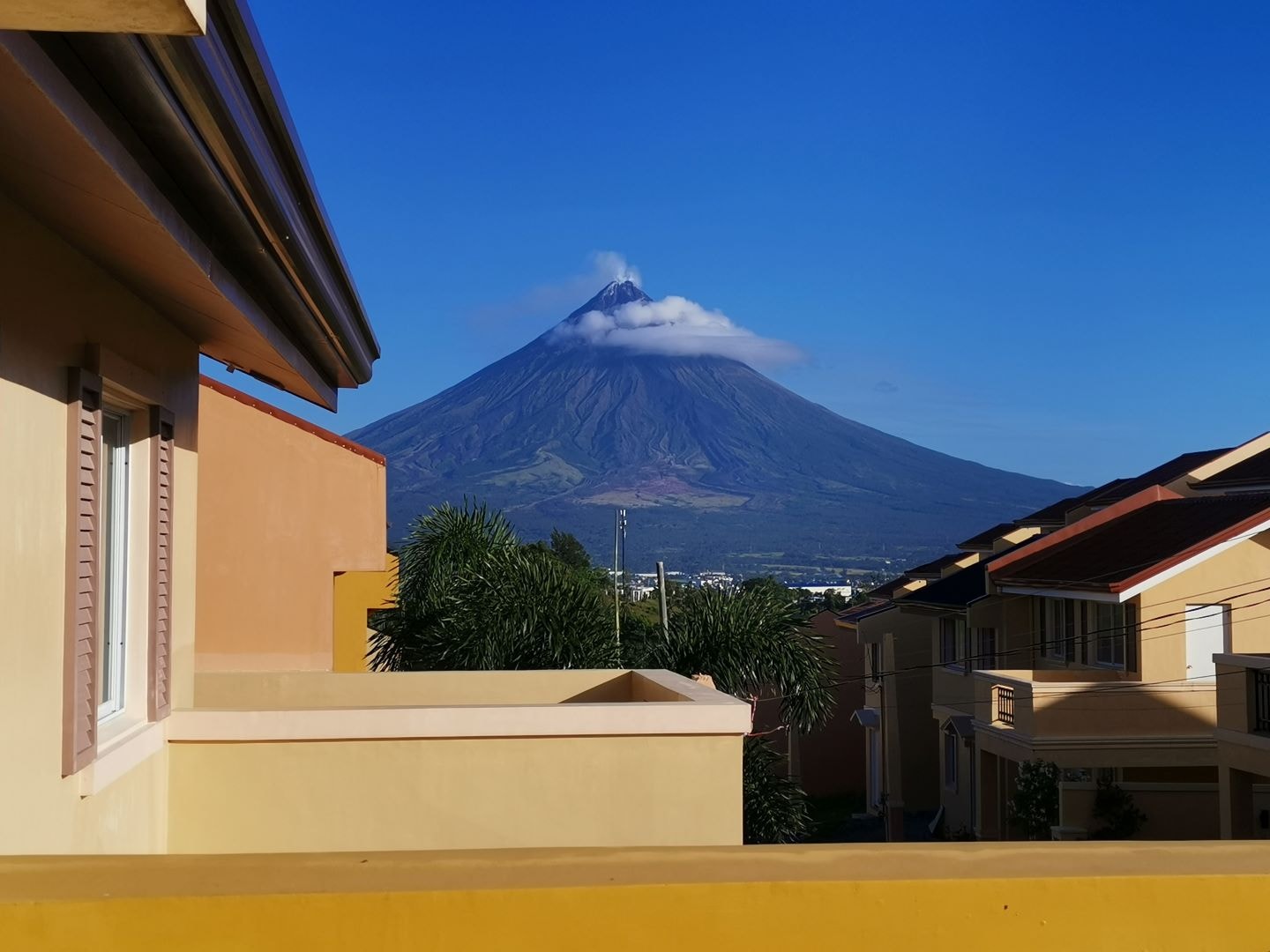 Camella in Legazpi, Albay in a natural habitat