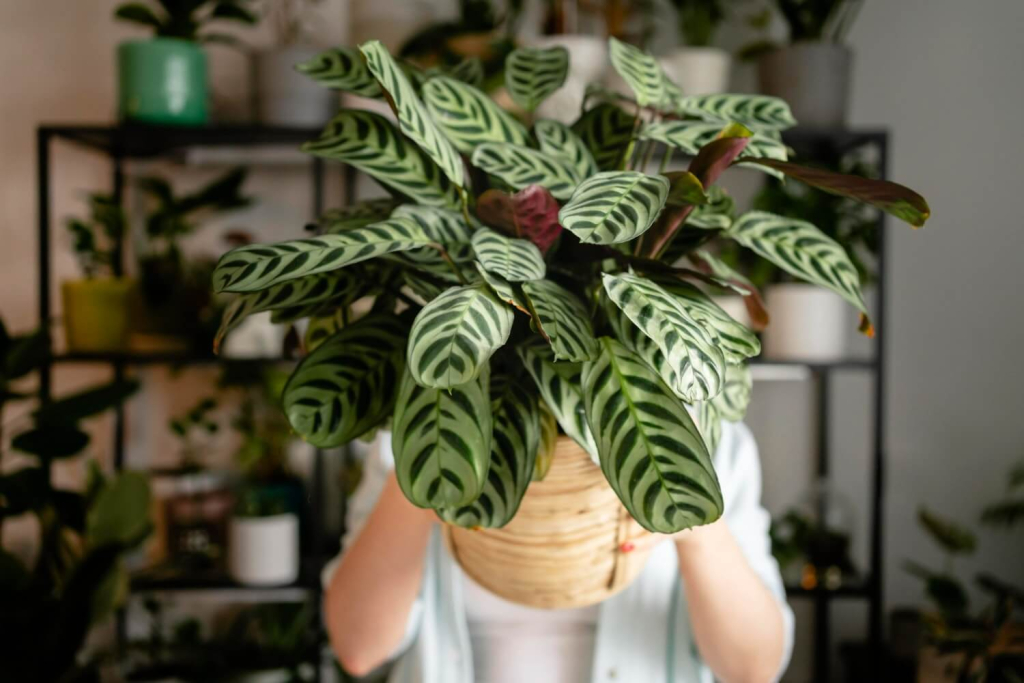 Further research shows that bringing plants into your living space contribute to positive psychological effects of the residents  