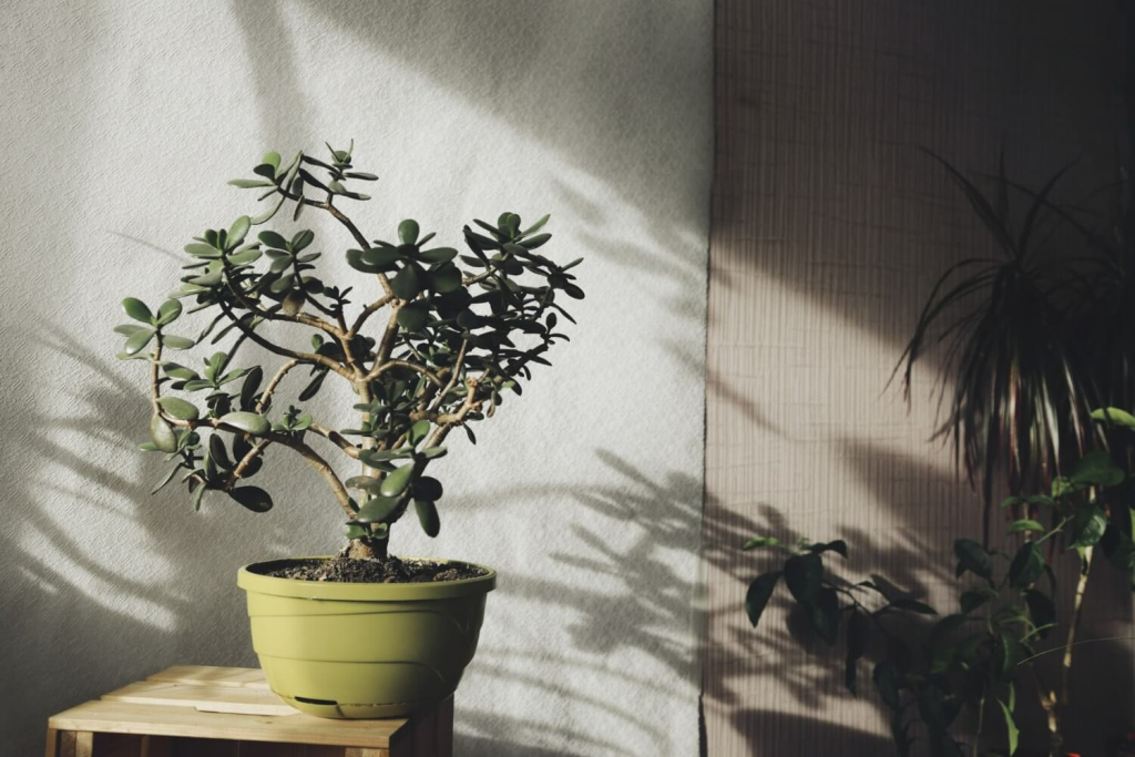 Reaping the benefits of indoor plants 