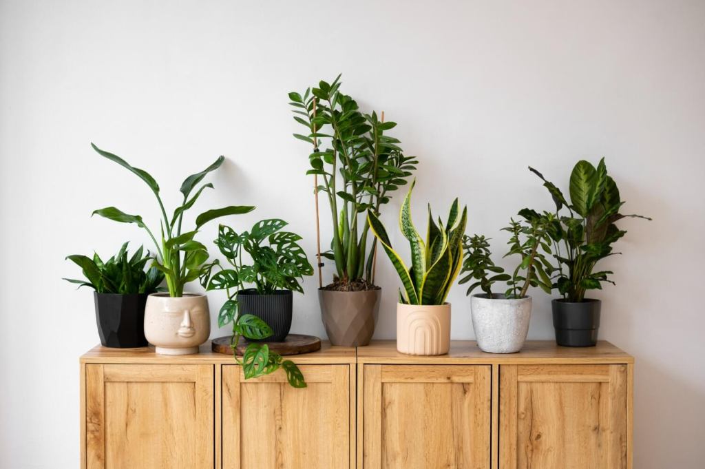 Green wealth: Houseplants for wealth and luck 