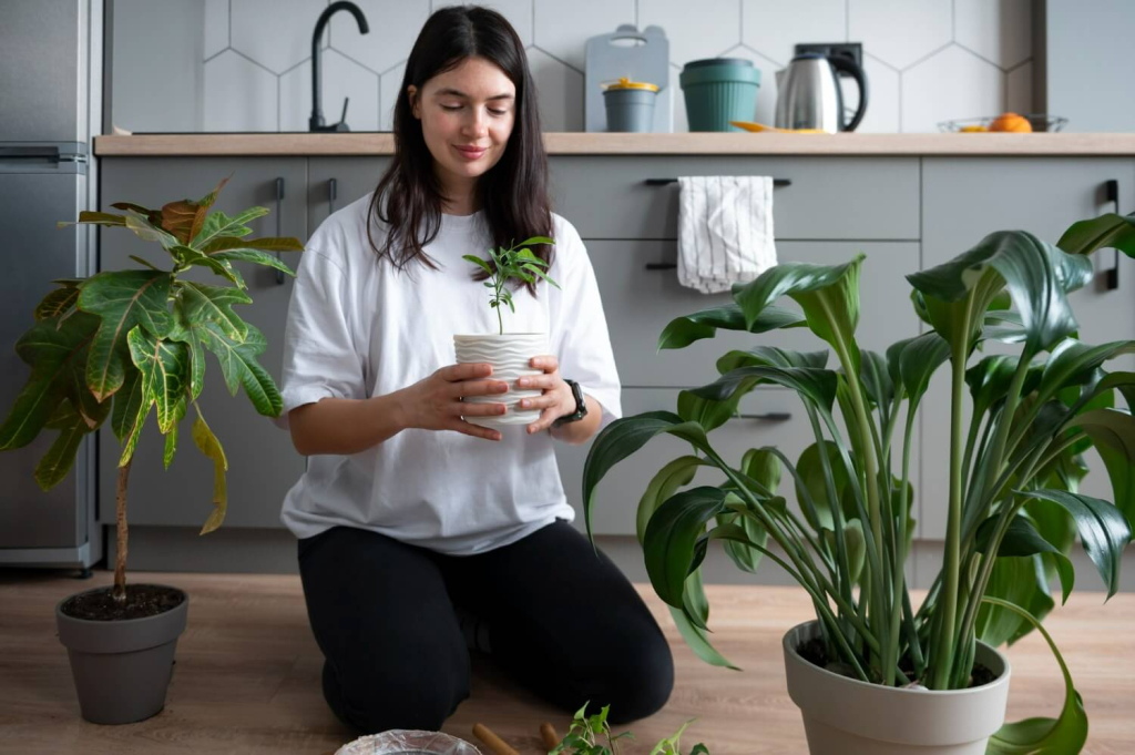 Best indoor plants to purify air 