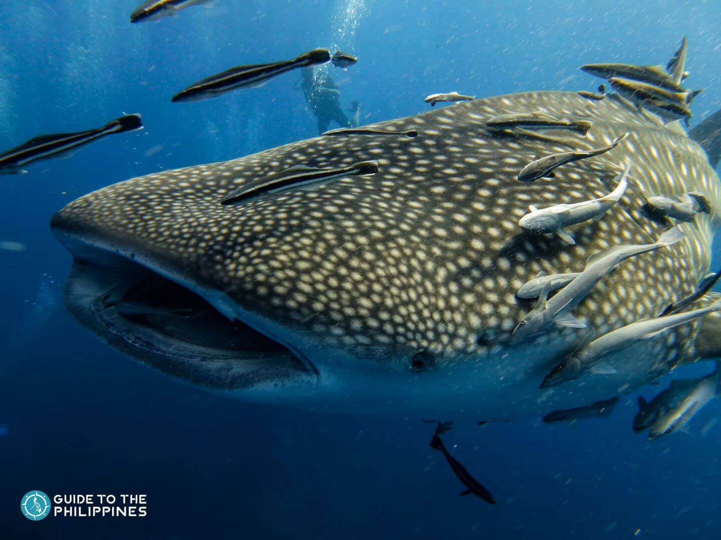Amazing Facts About the Butanding: The Gentle Giant of the Sea ...