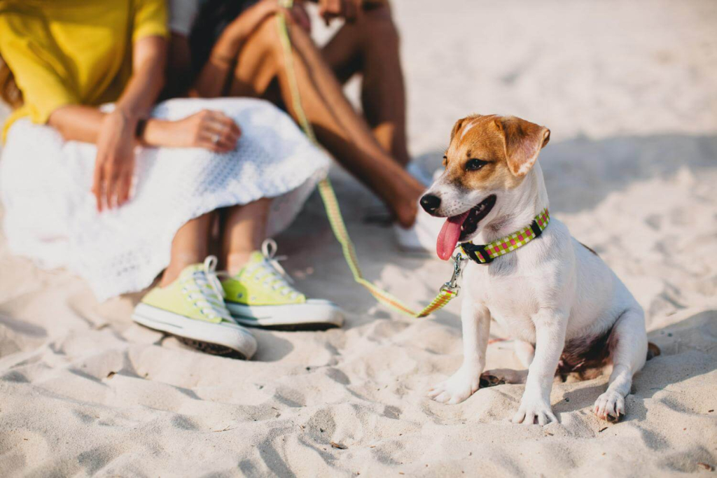 Summer health checklist for pets 