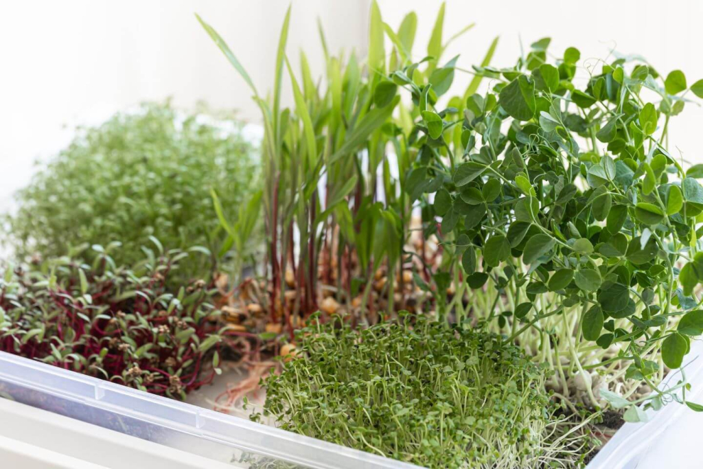 A beginner's journey to growing herbs at home l 