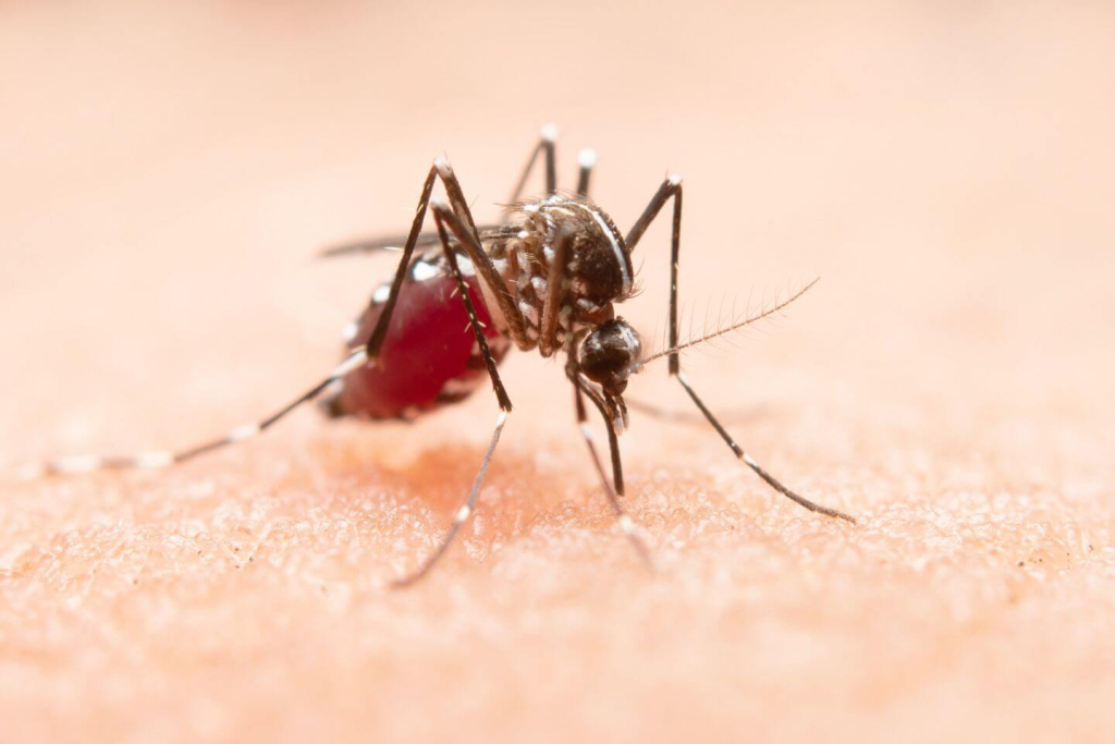 Dengue prevention tips: Avoiding mosquito bites at all cost.