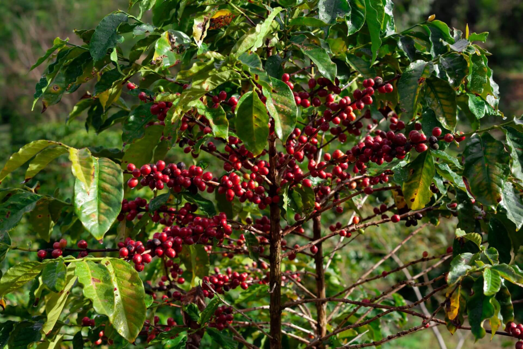 Coffee grown mostly in mountainous region and in southern Philippines